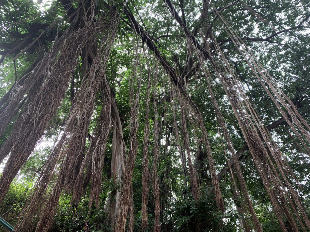 Roteiro das Árvores Centenárias e Cálculo de Stock de Carbono